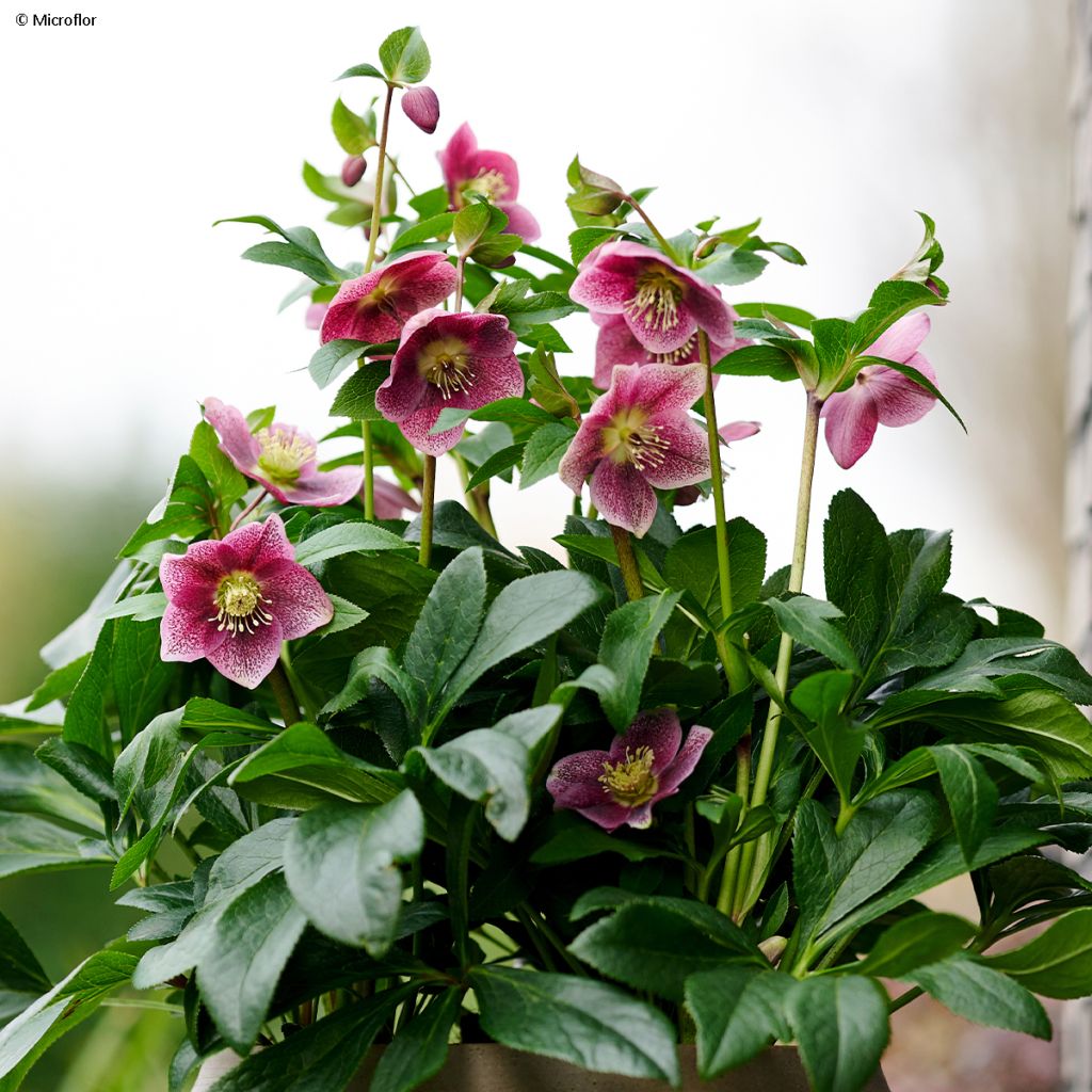 Helleborus hybridus ViV Batista