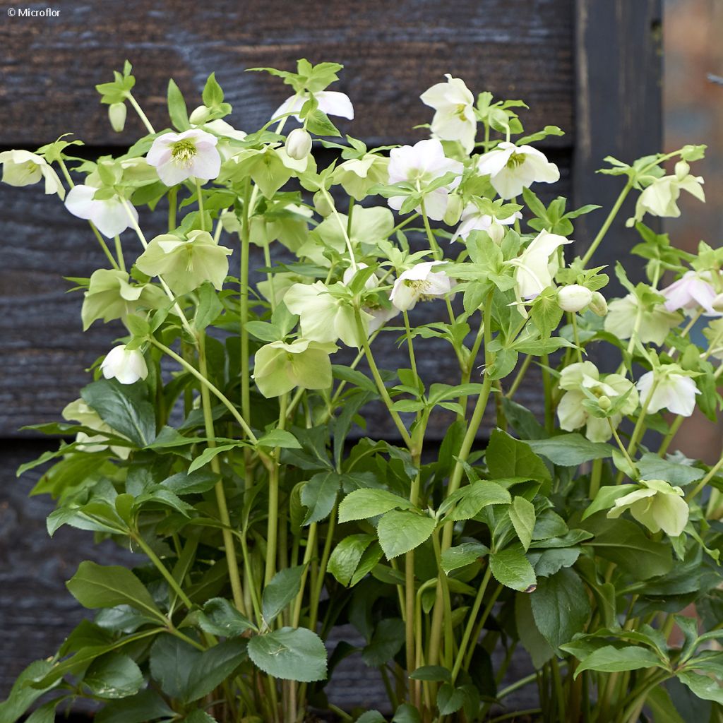 Helleborus hybridus ViV Rosa