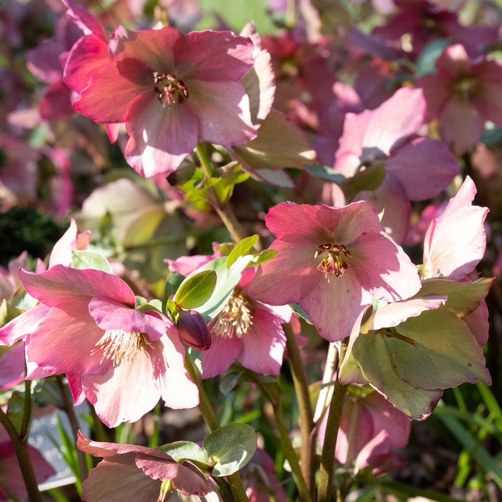 Helleborus Walbertons Rosemary