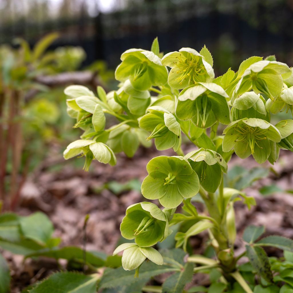 Helleborus argutifolius