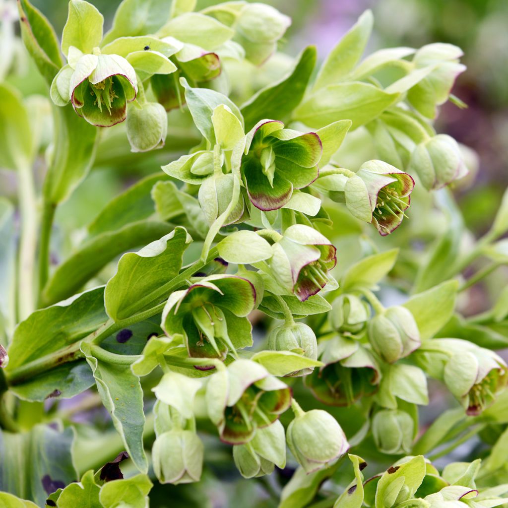 Helleborus foetidus - Stinking hellebore