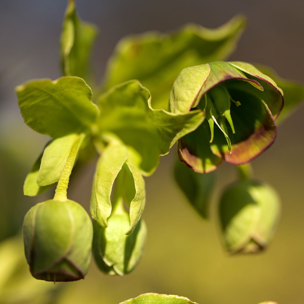 Helleborus foetidus - Stinking hellebore