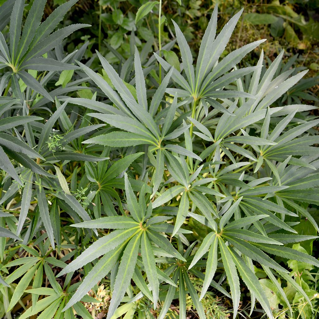Helleborus foetidus - Stinking hellebore