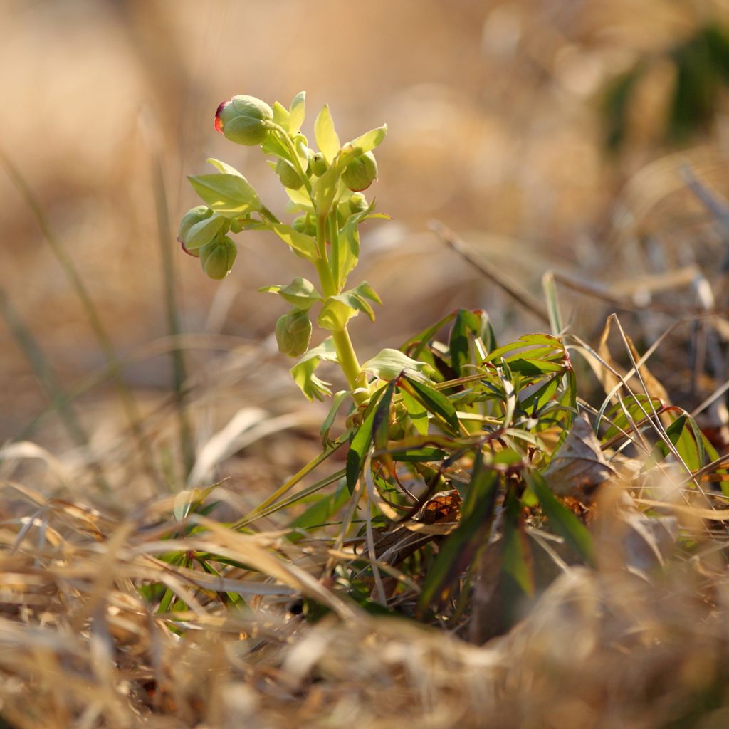Helleborus foetidus - Stinking hellebore