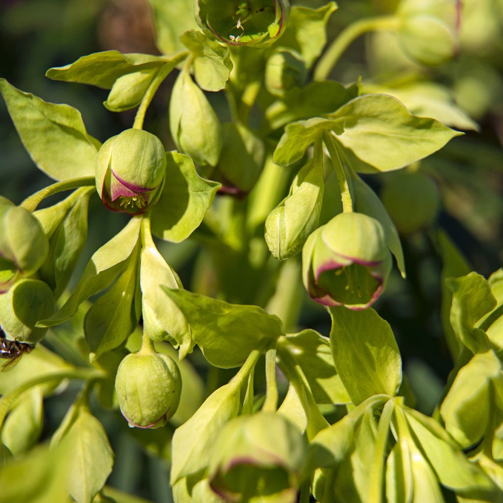 Helleborus foetidus - Stinking hellebore