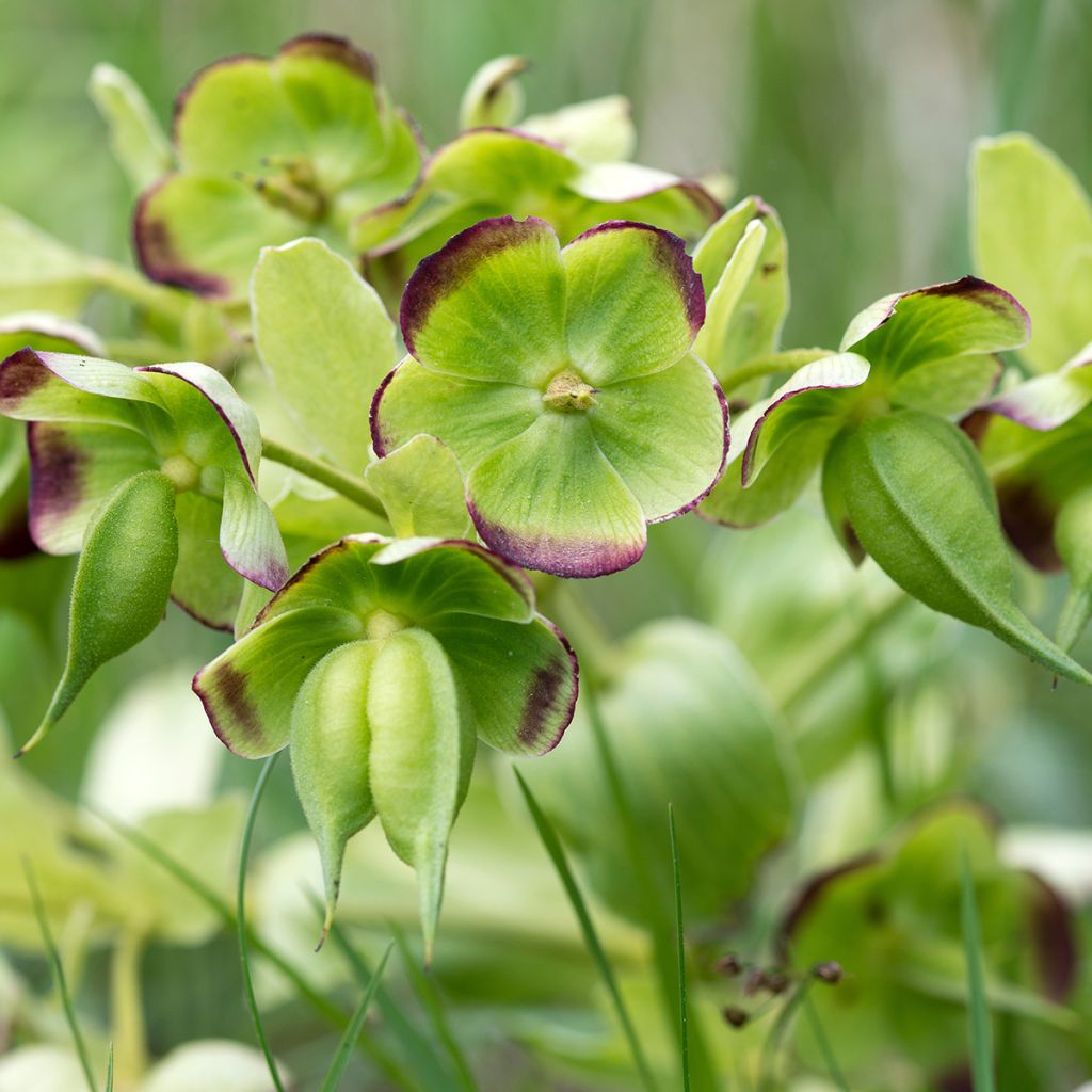 Helleborus foetidus - Stinking hellebore