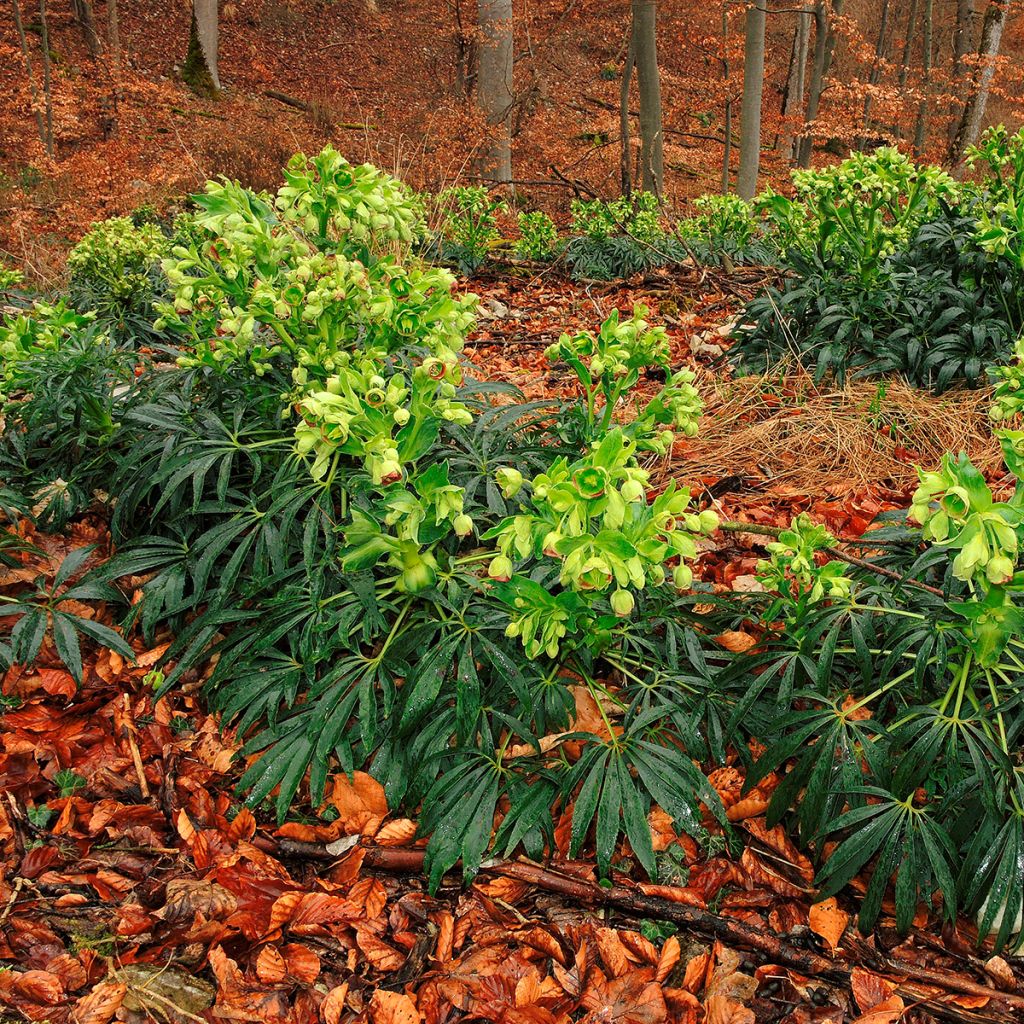 Helleborus foetidus - Stinking hellebore