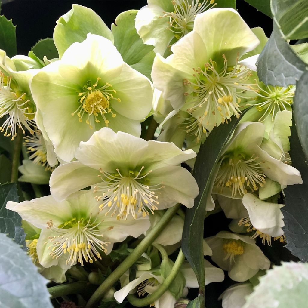 Helleborus nigercors Snow Love