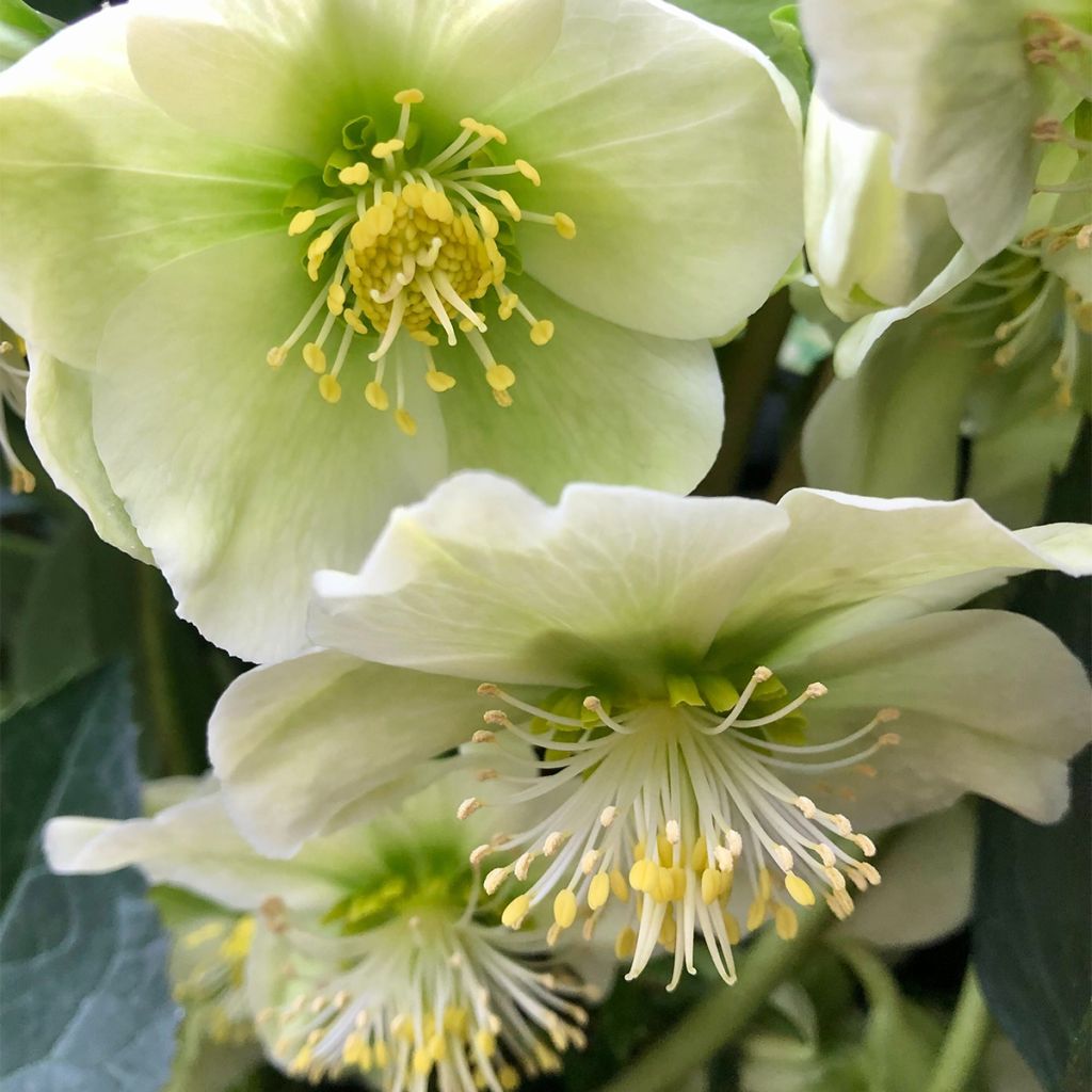 Helleborus nigercors Snow Love