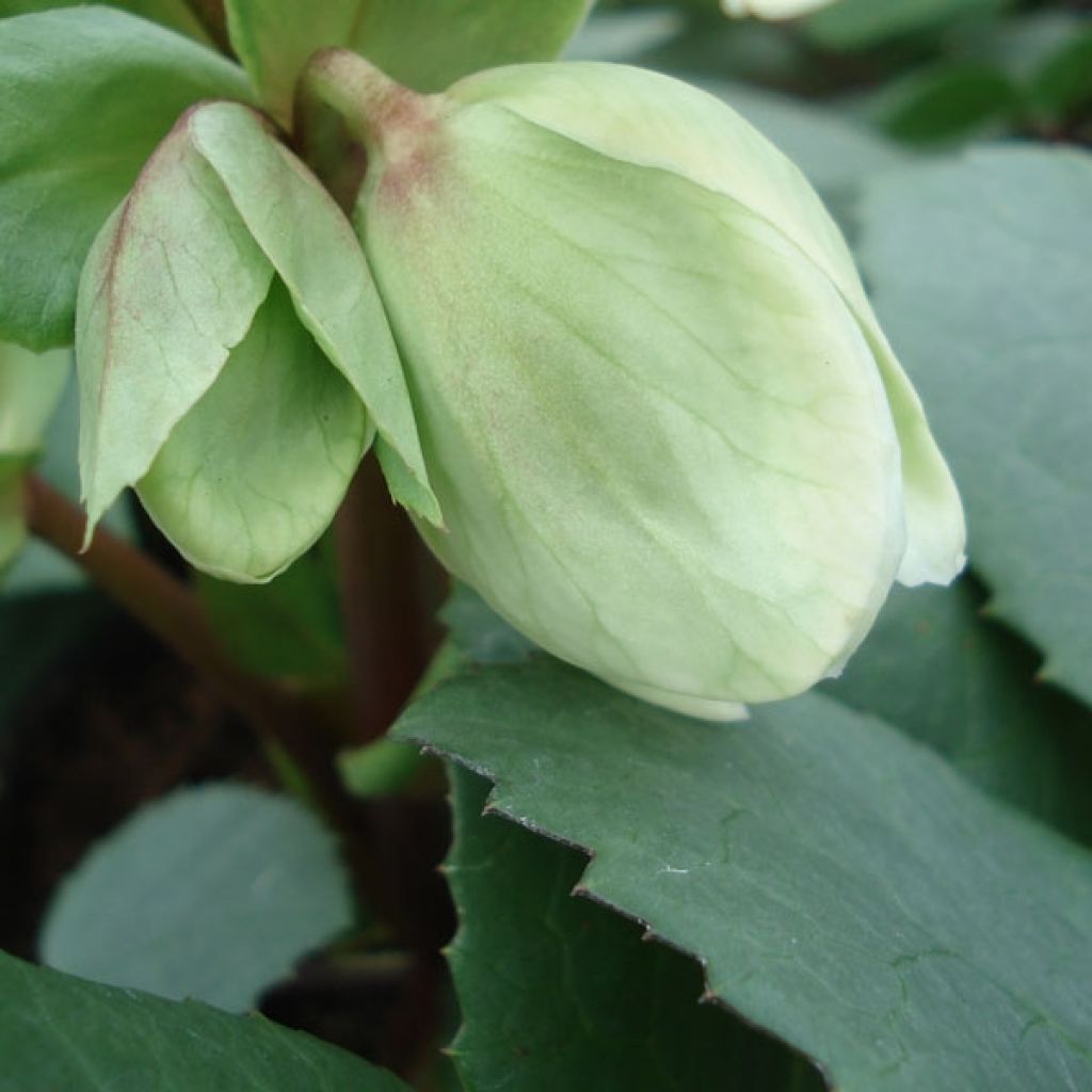 Helleborus nigercors - Snowbells