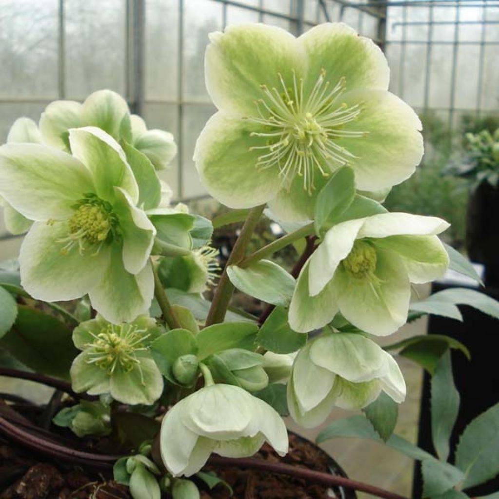 Helleborus nigercors - Snowbells
