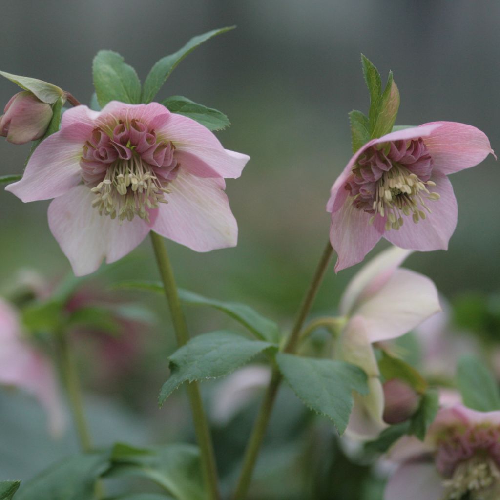 Helleborus hybridus Anemone Pink
