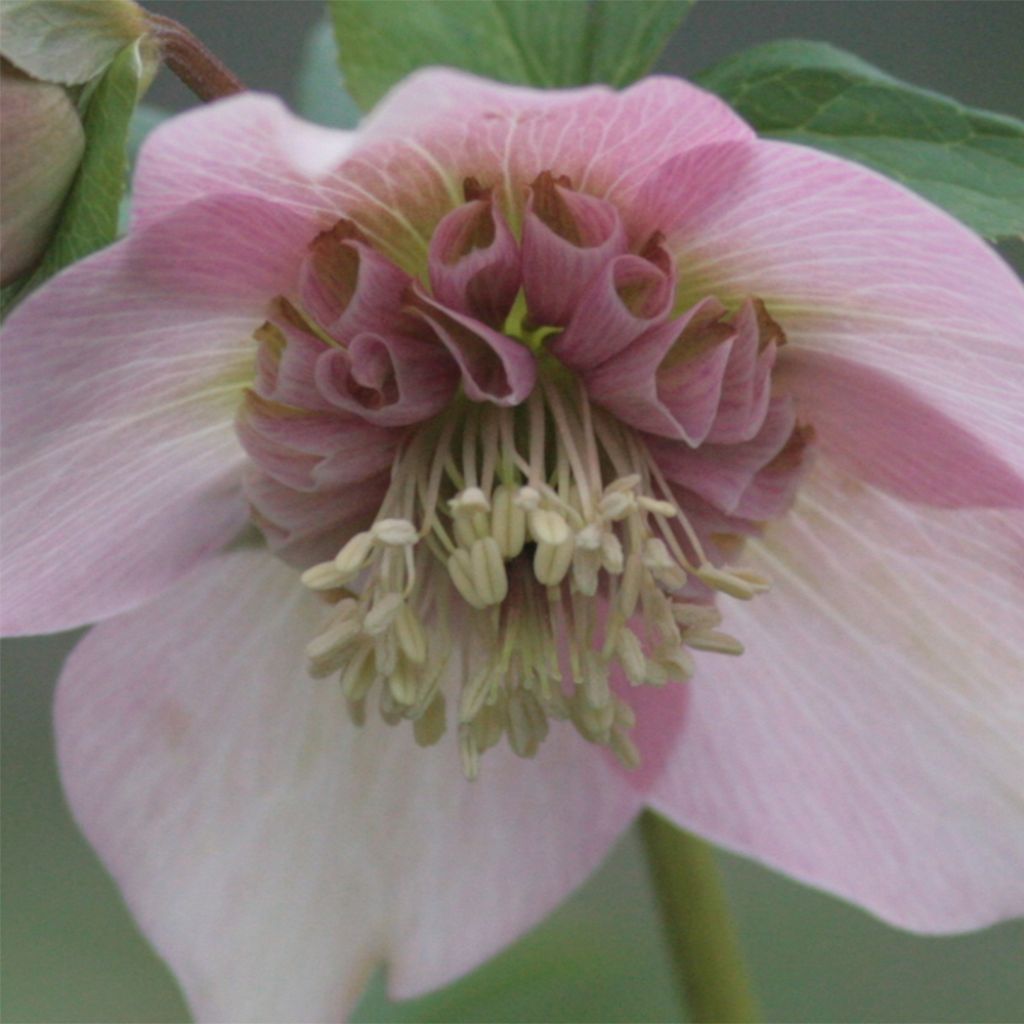Helleborus hybridus Anemone Pink