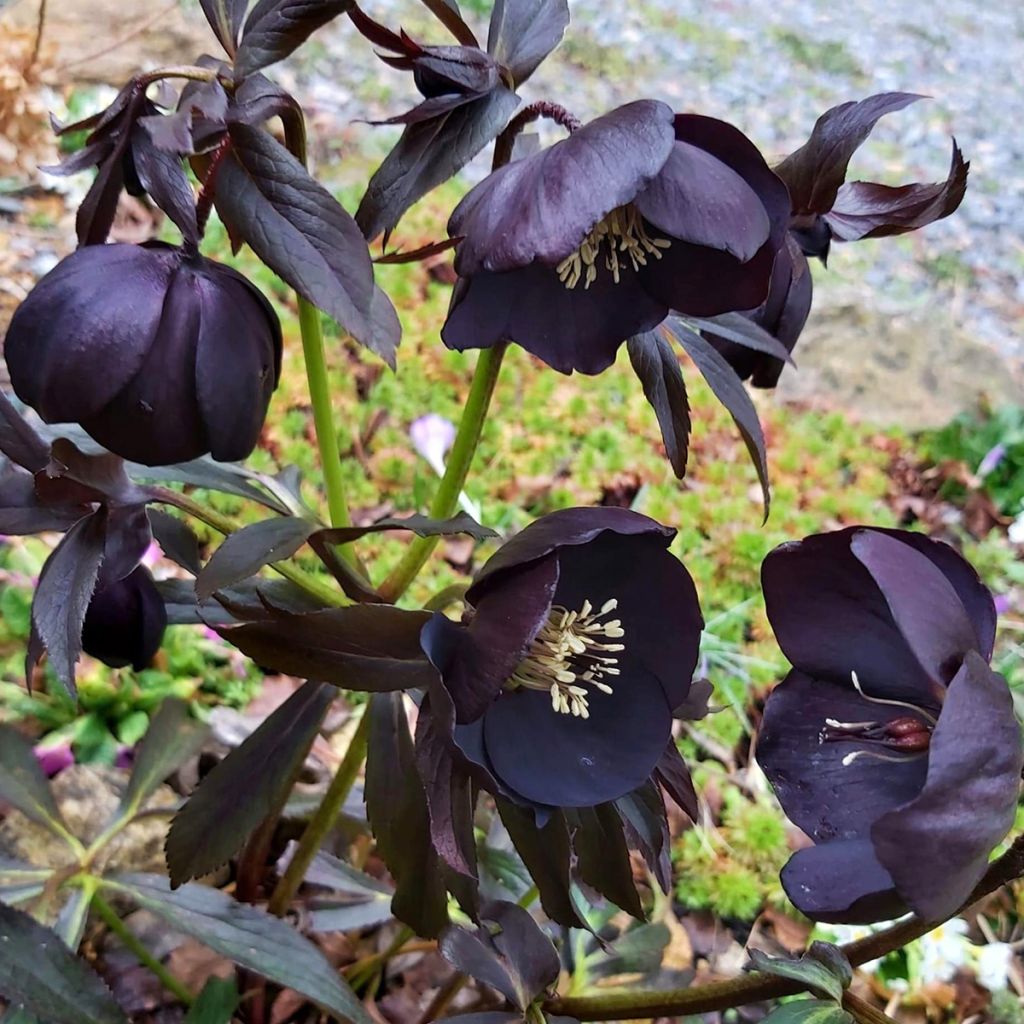 Helleborus hybridus Black Chocolate