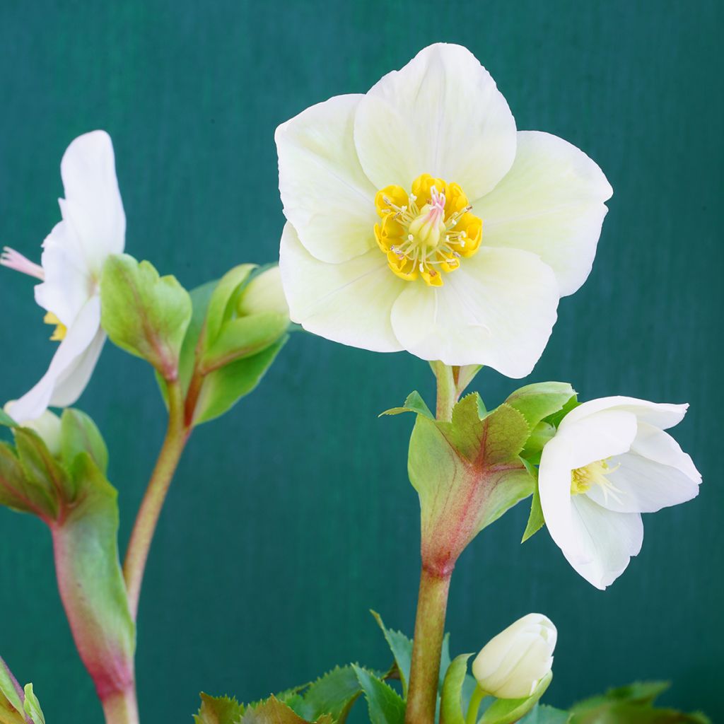 Helleborus hybridus White