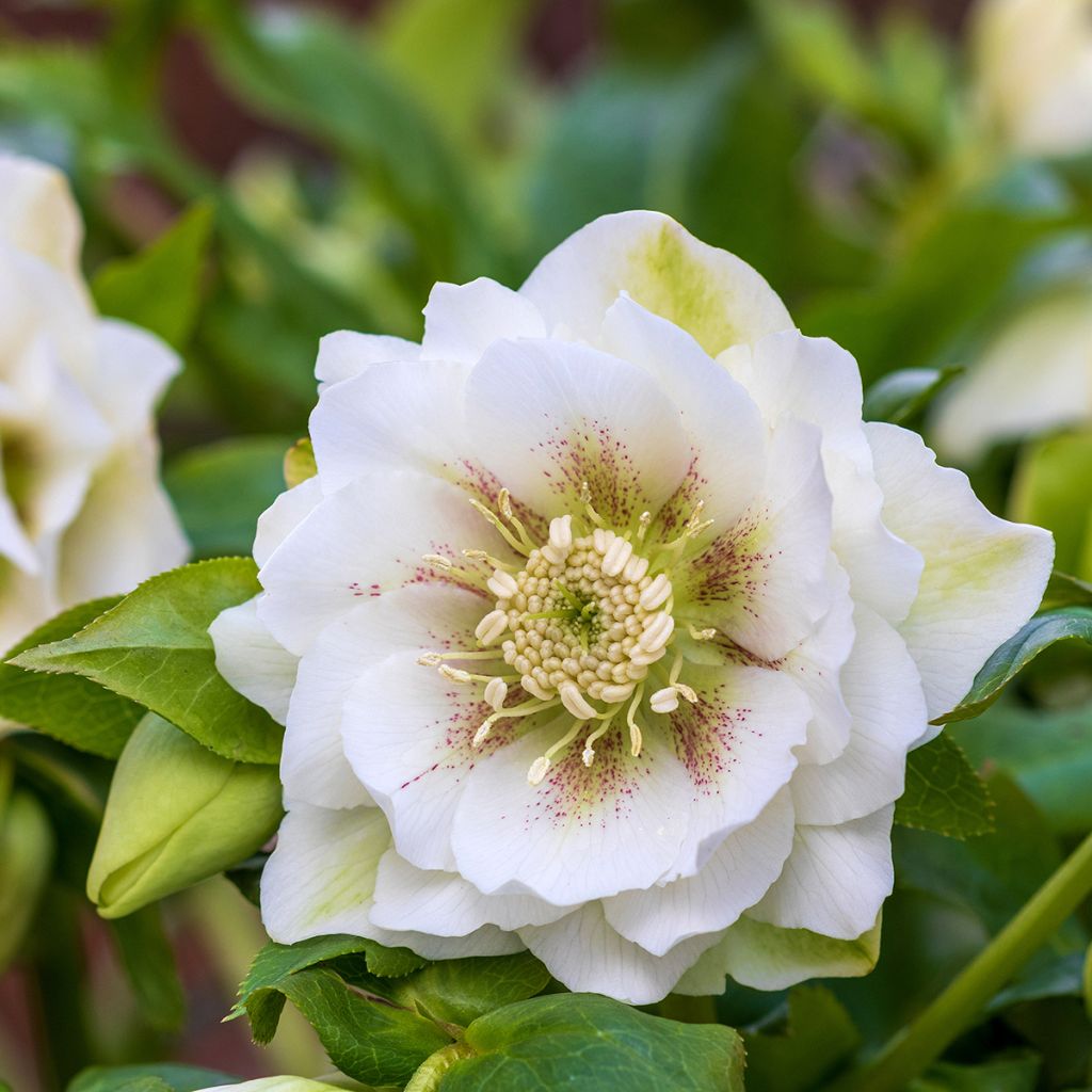 Helleborus hybridus Double White Spotted