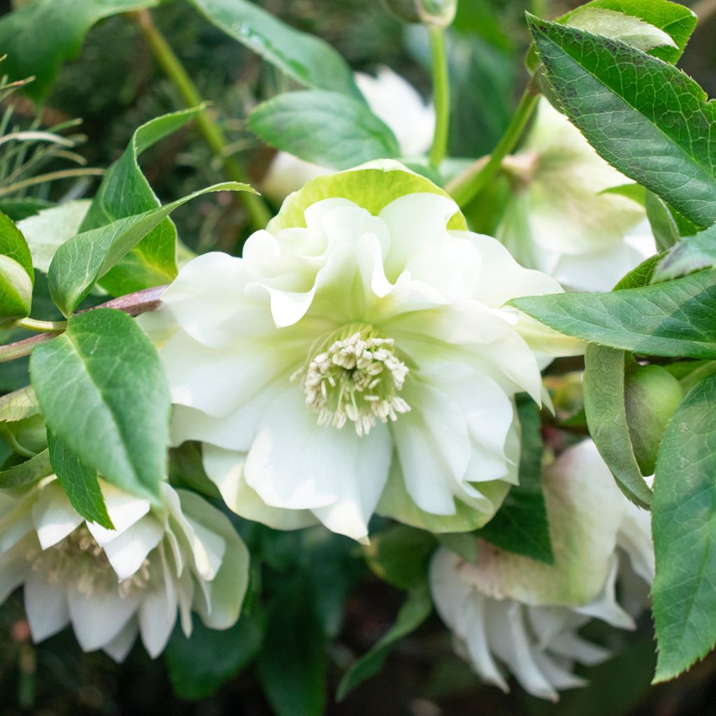 Helleborus hybridus Double White Spotted