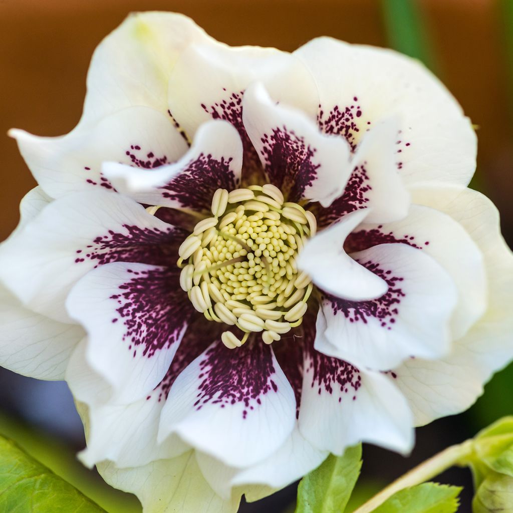 Helleborus hybridus Double White Spotted