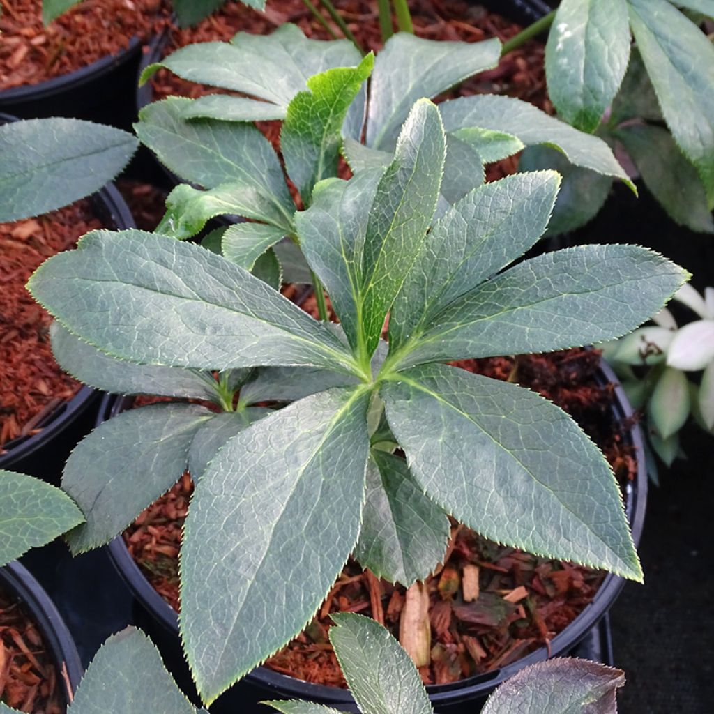 Helleborus hybridus Double Black