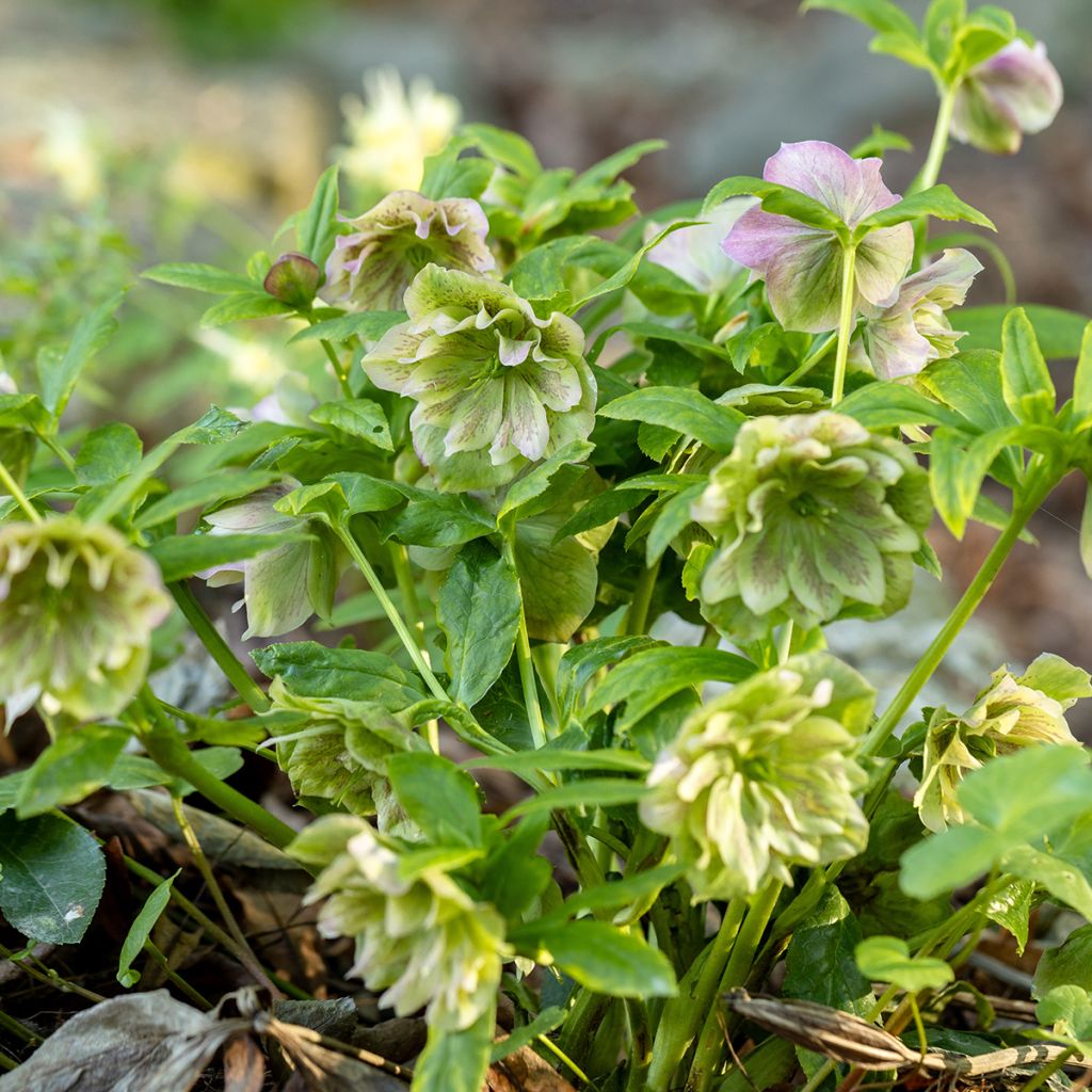 Helleborus hybridus Double Green Spotted