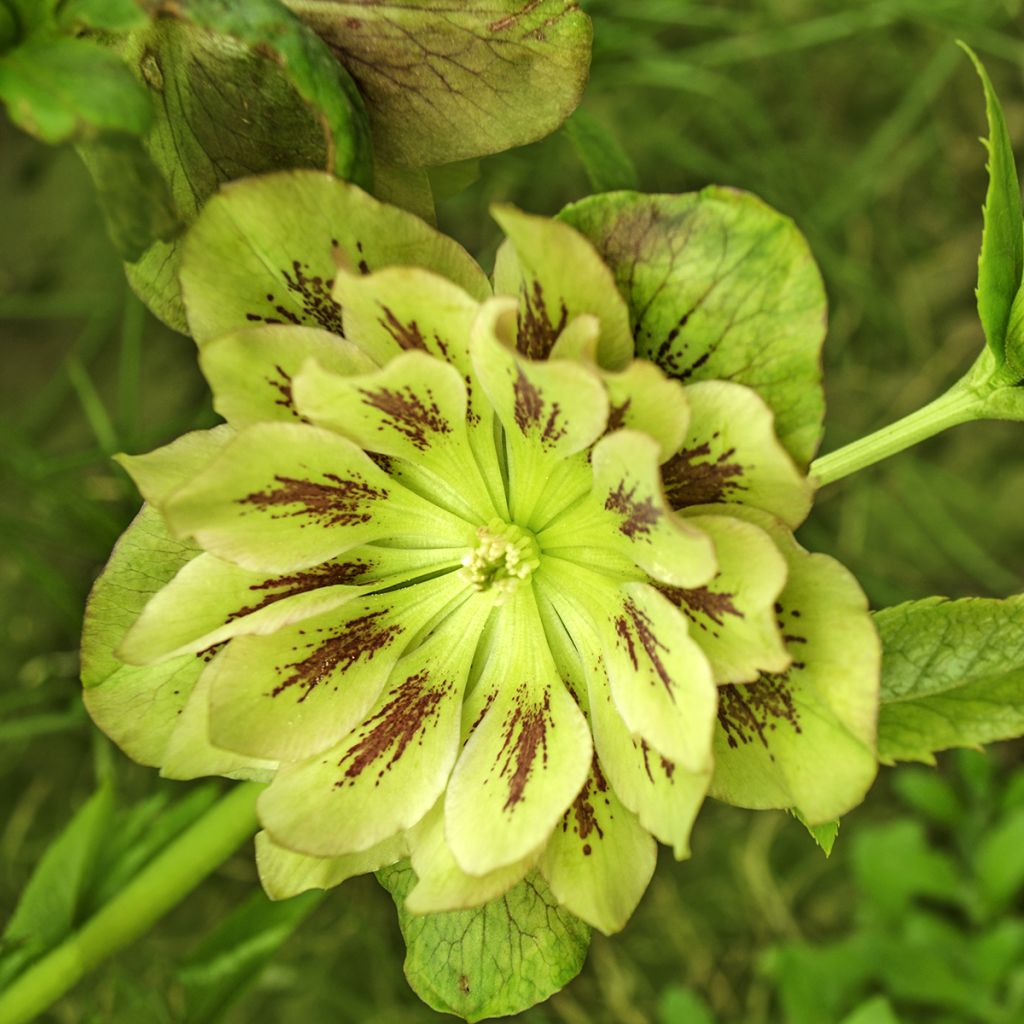 Helleborus hybridus Double Green Spotted