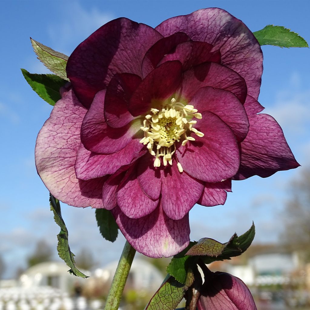 Helleborus hybridus Magic Double Red