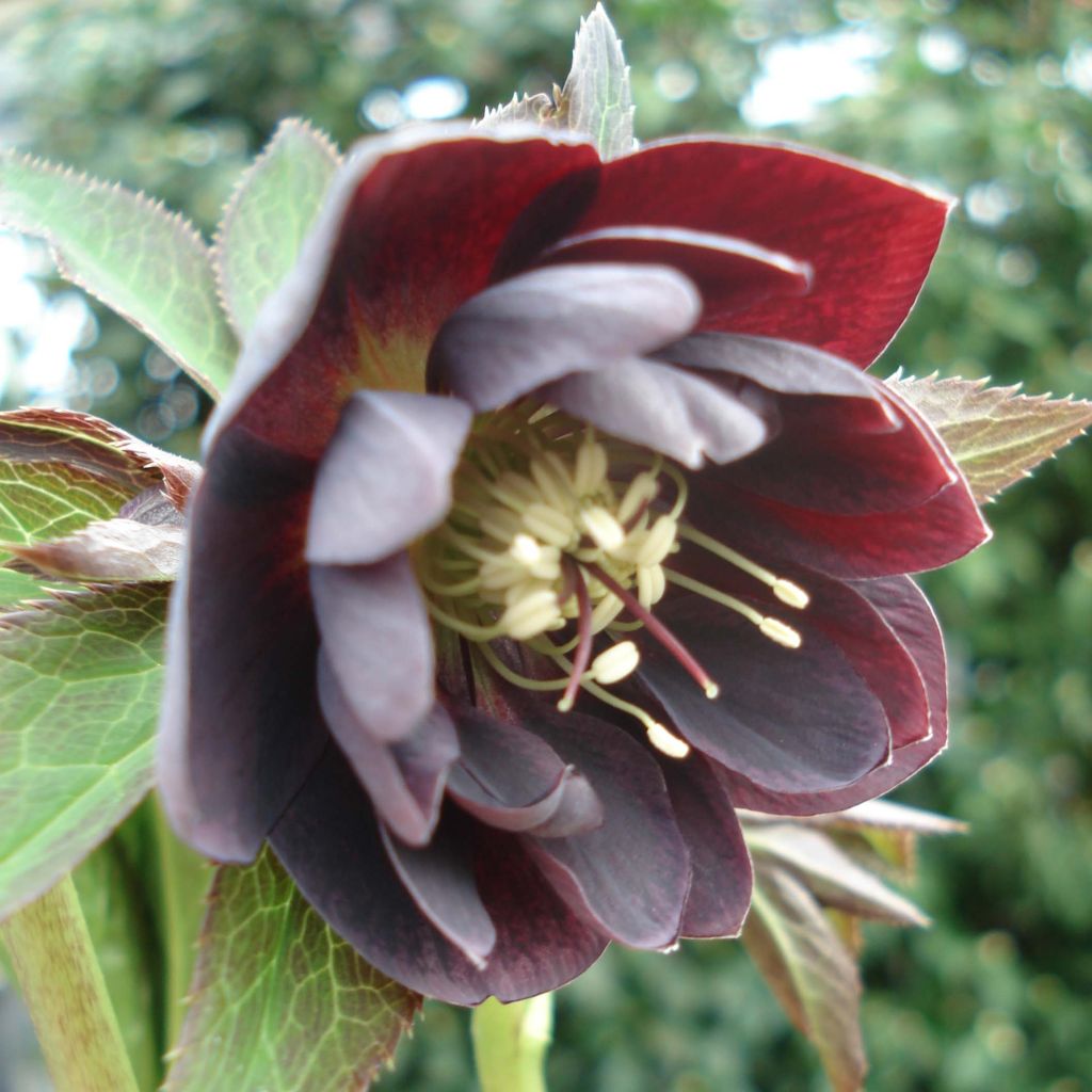 Helleborus hybridus Double Black