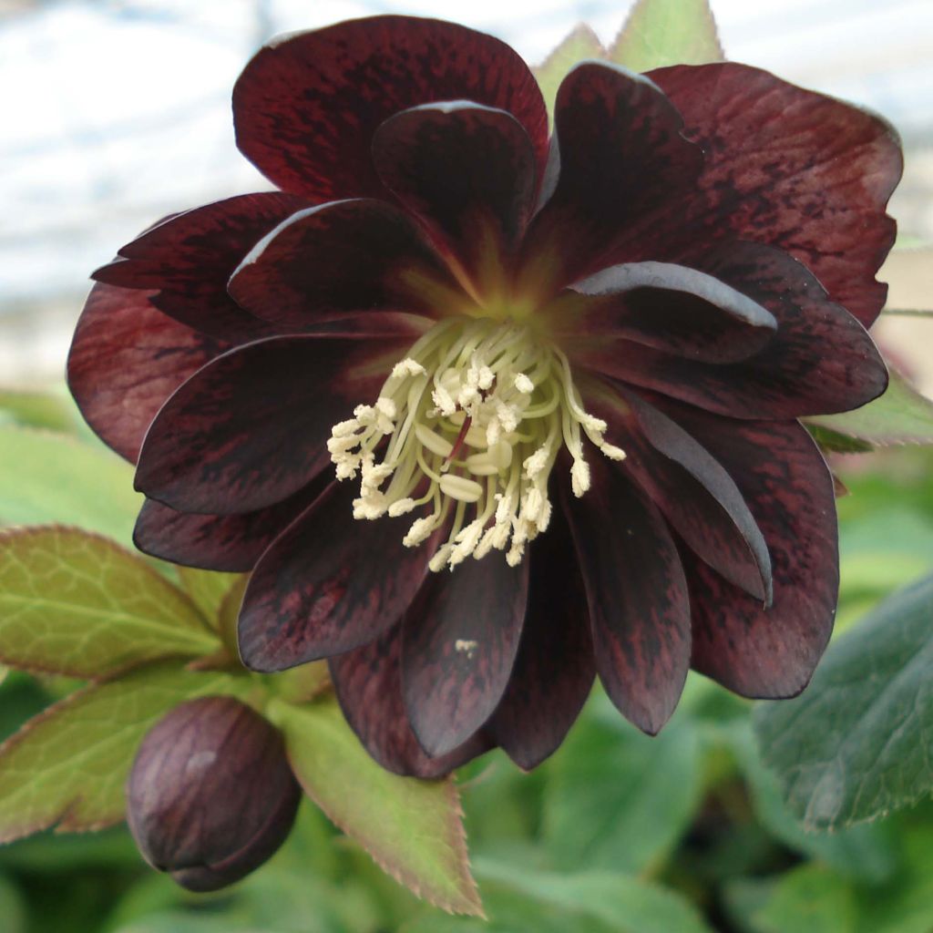 Helleborus hybridus Double Black