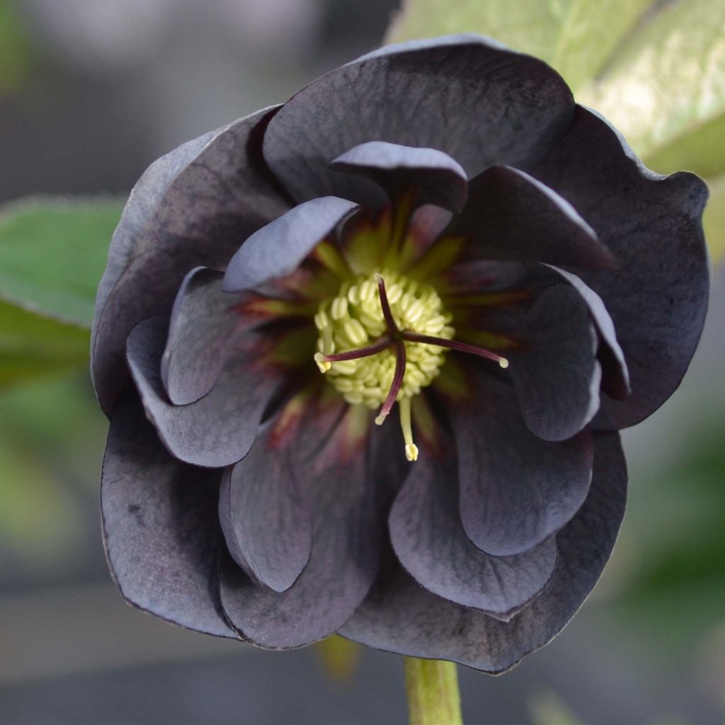 Helleborus hybridus Double Black
