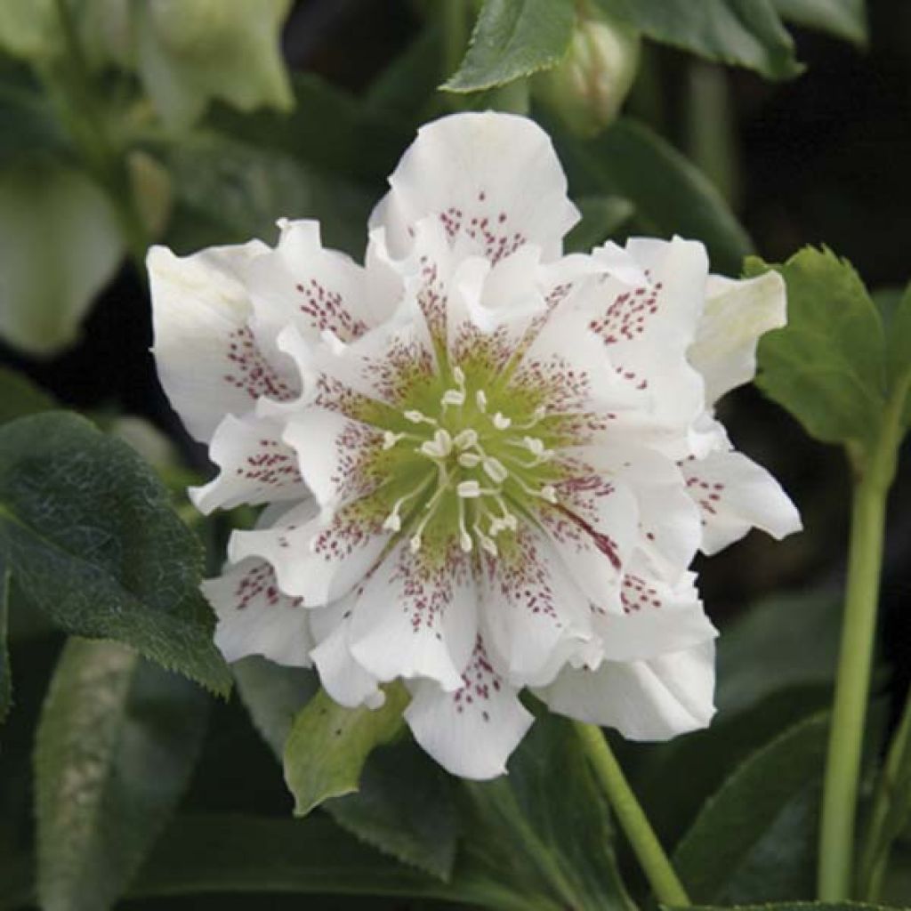 Helleborus hybridus Double White Spotted