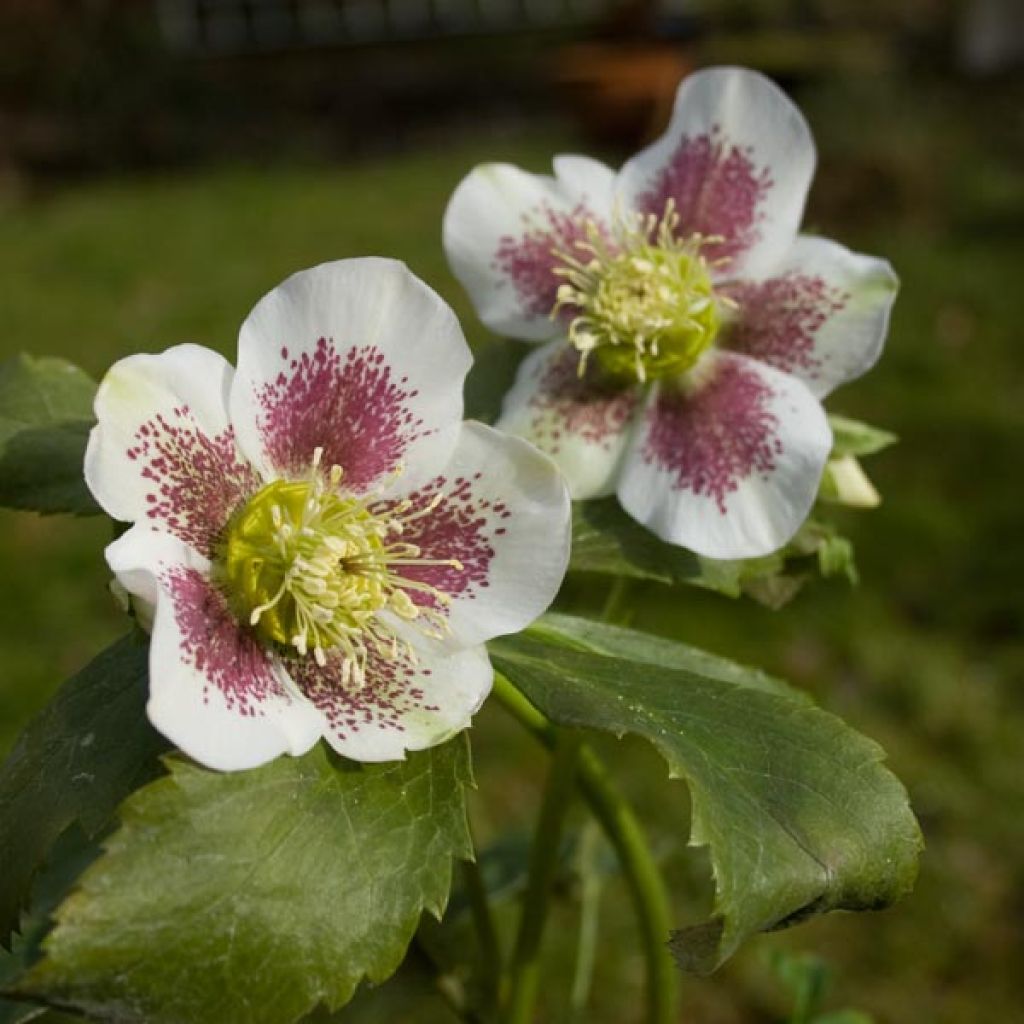 Helleborus hybridus white spotted