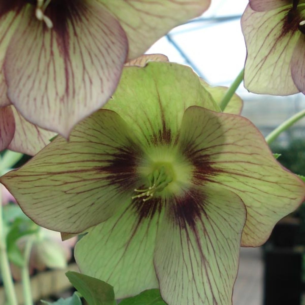 Helleborus orientalis Picotee