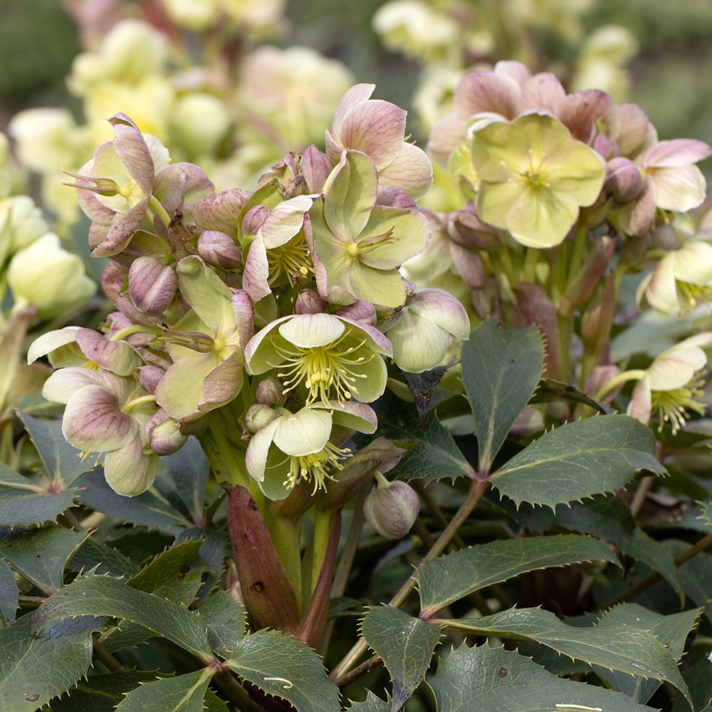 Helleborus sternii - Evergreen Helleborus