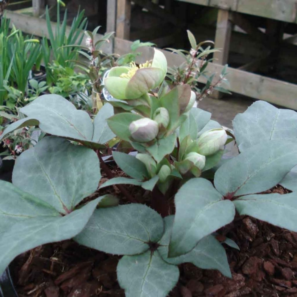 Helleborus sternii Grey Star - Sterns Hellebore