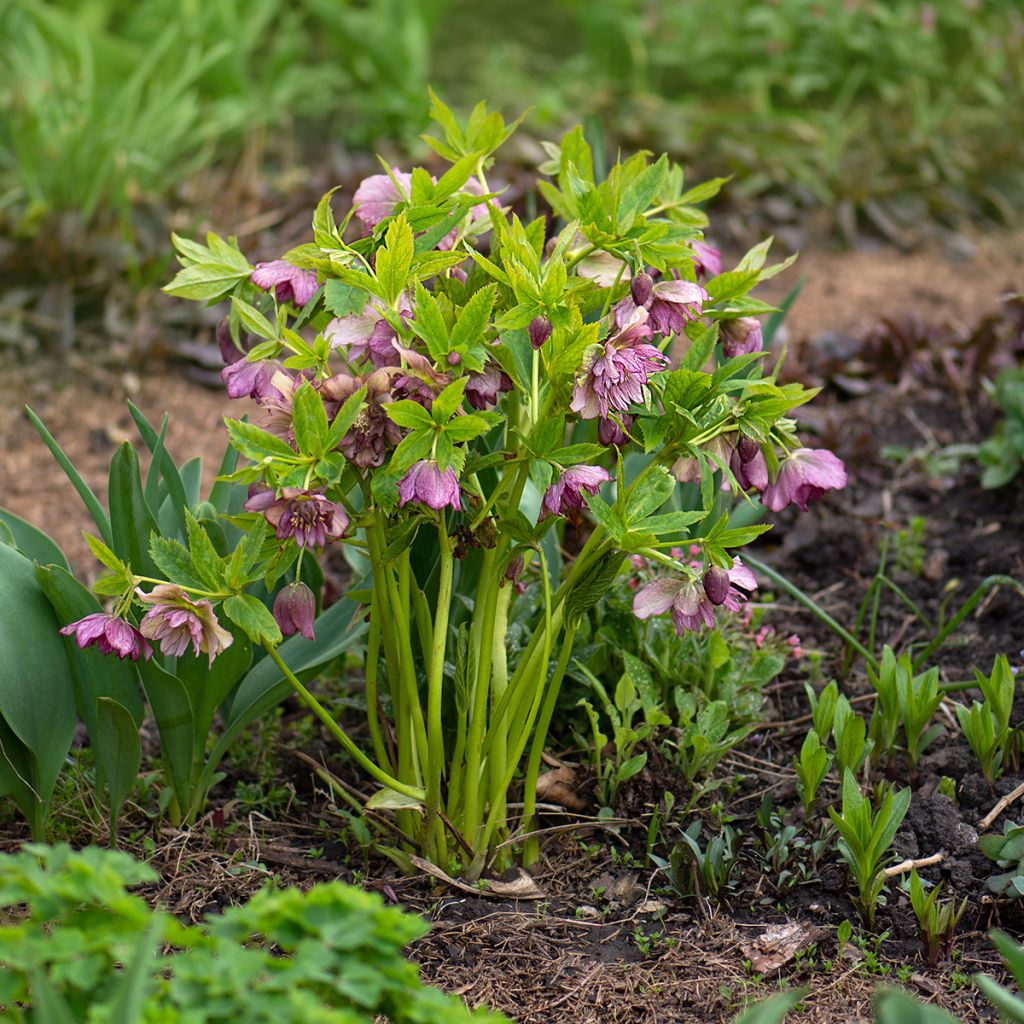 Helleborus torquatus Party Dress Hybrid