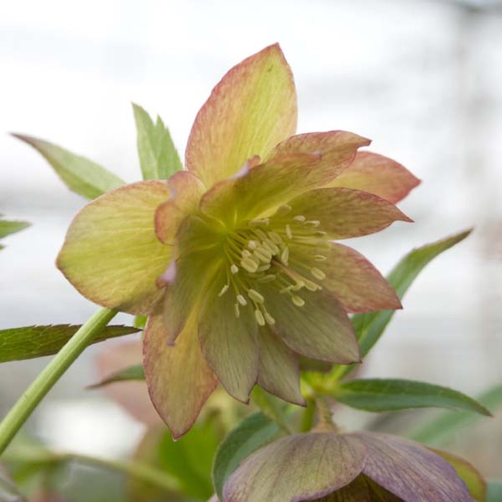 Helleborus torquatus Party Dress Hybrid