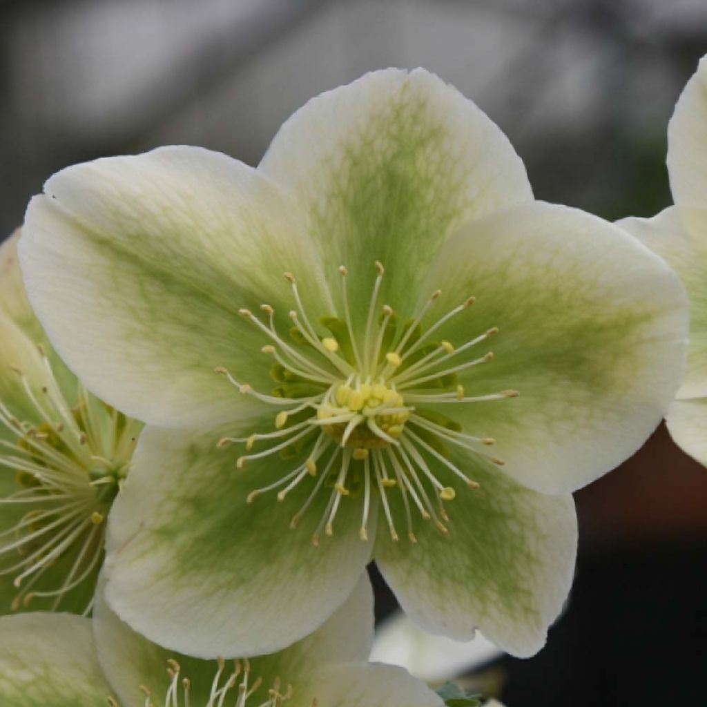 Helleborus nigercors Royal Sofia