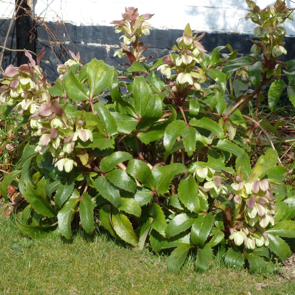 Helleborus argutifolius