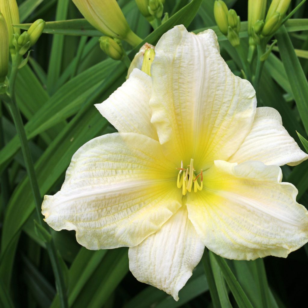 Hemerocallis Agape Love - Daylily