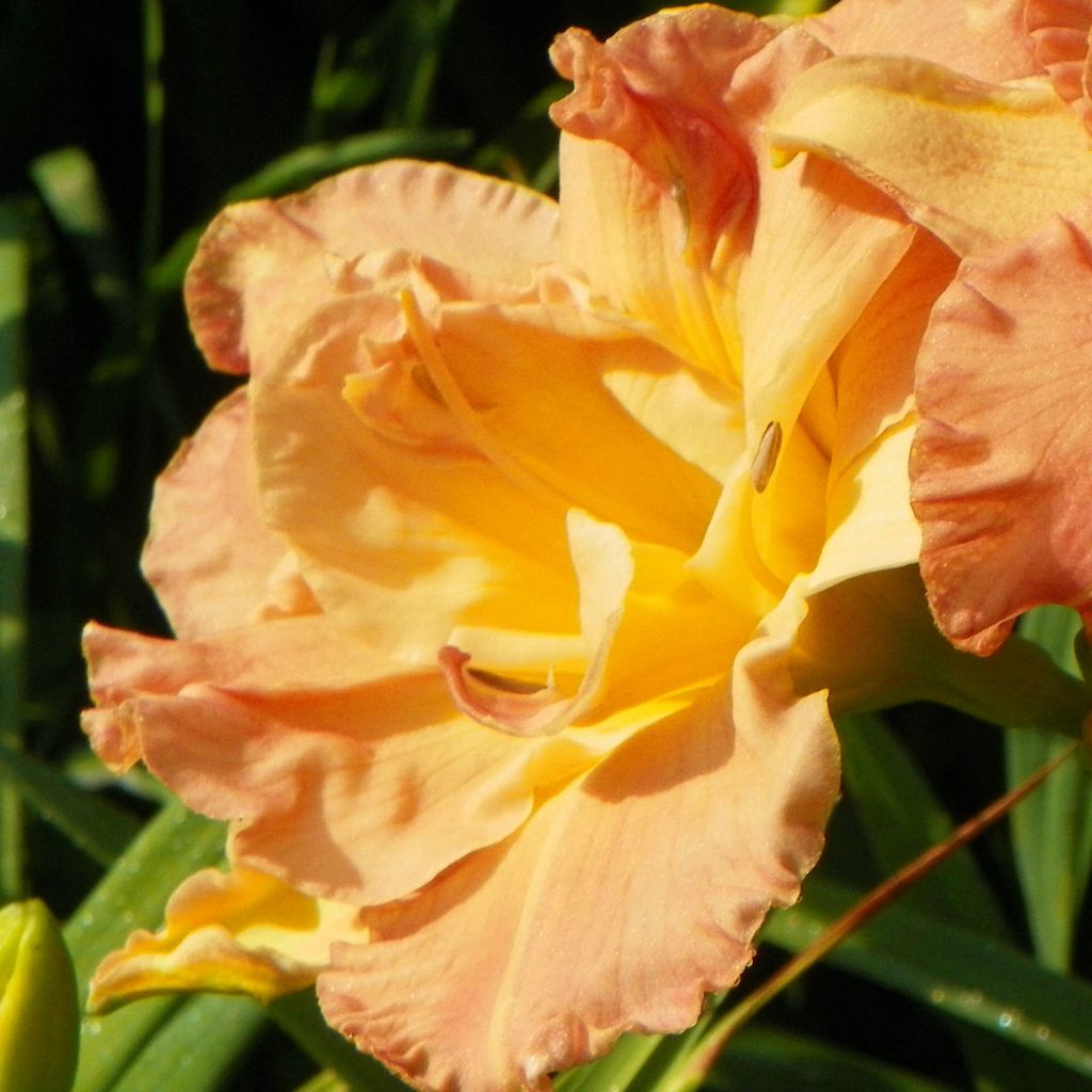 Hémérocalle Angelic Grin - Lis d'un Jour