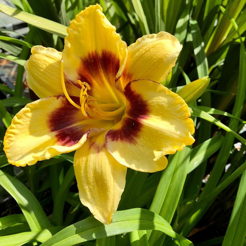 Hemerocallis Calico Jack - Daylily