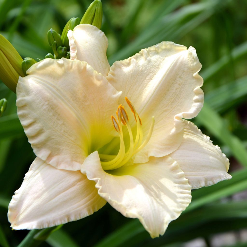 Hemerocallis Chateau Blanc - Daylily