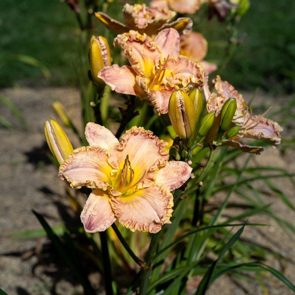 Hemerocallis Clothed in Glory - Daylily