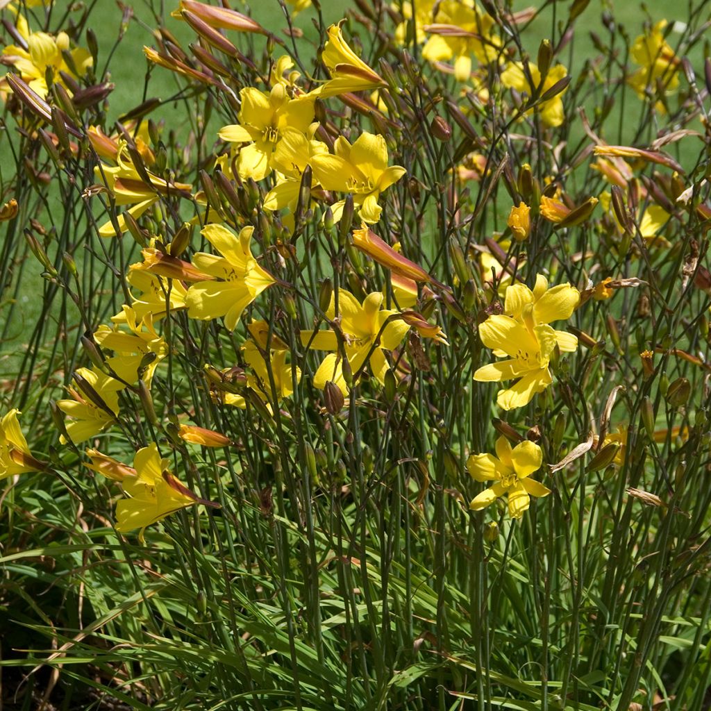 Hemerocallis Corky - Daylily