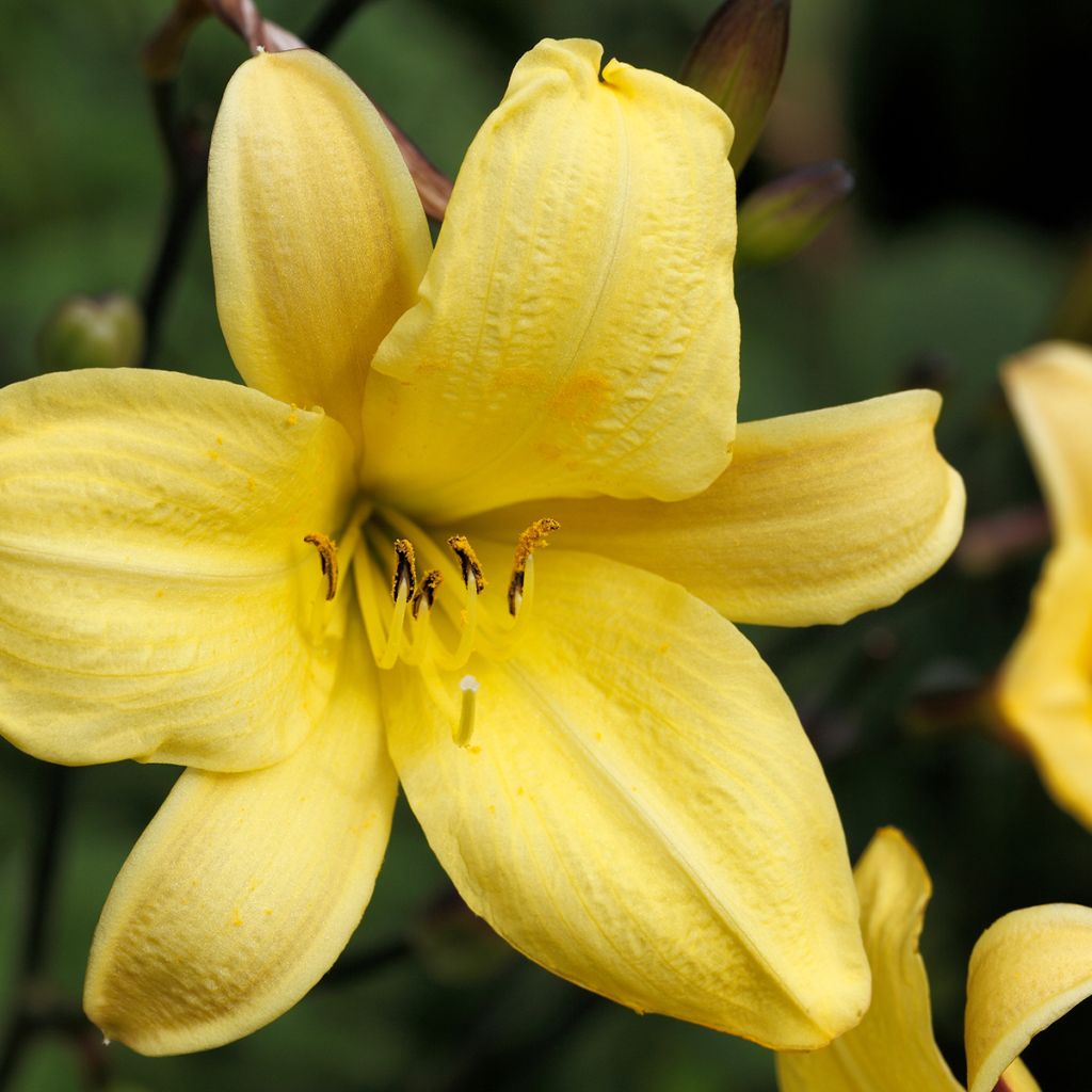 Hemerocallis Corky - Daylily