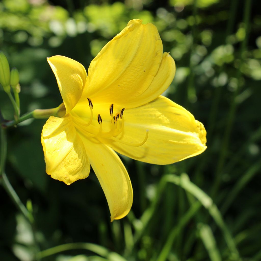 Hemerocallis Corky - Daylily
