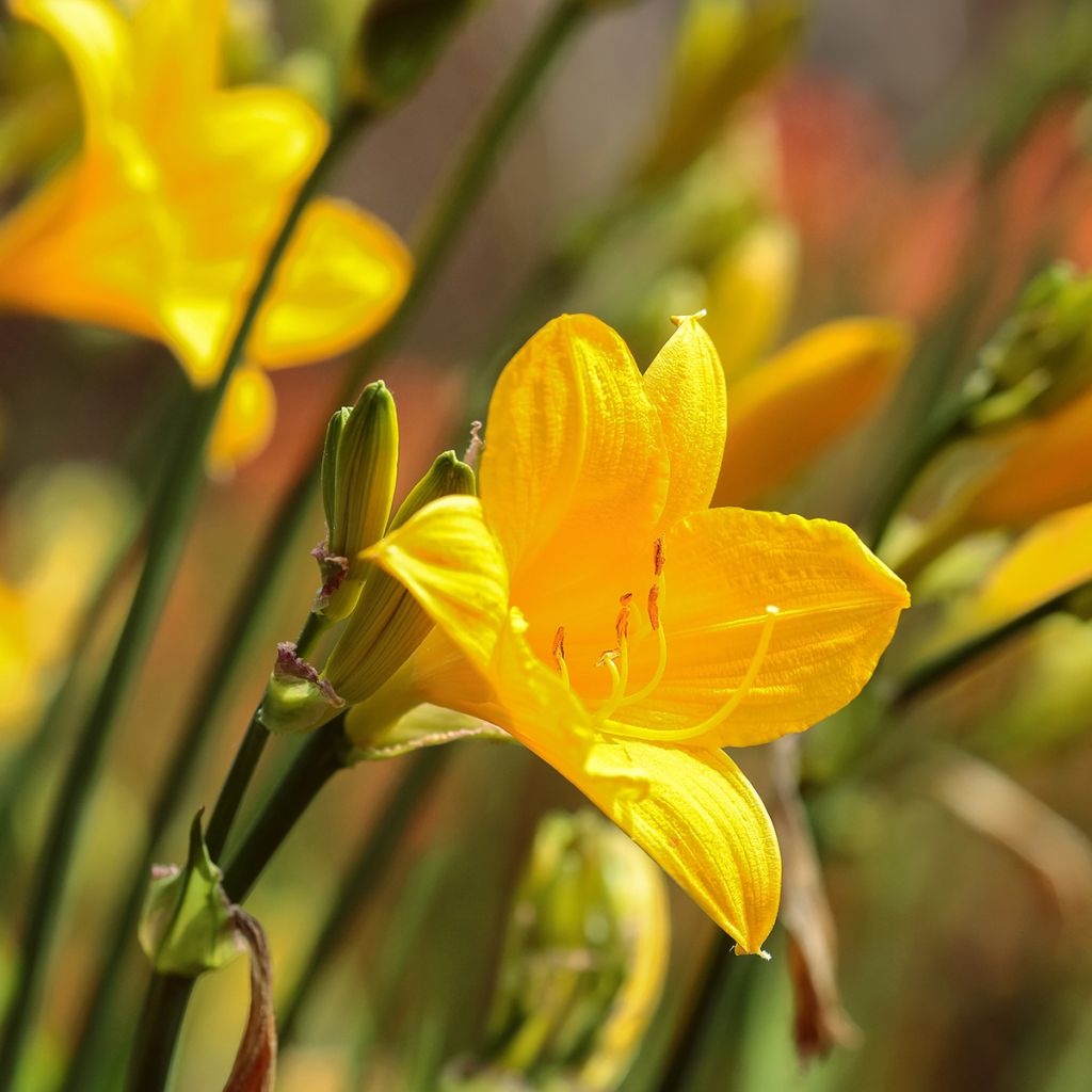 Hemerocallis Corky - Daylily
