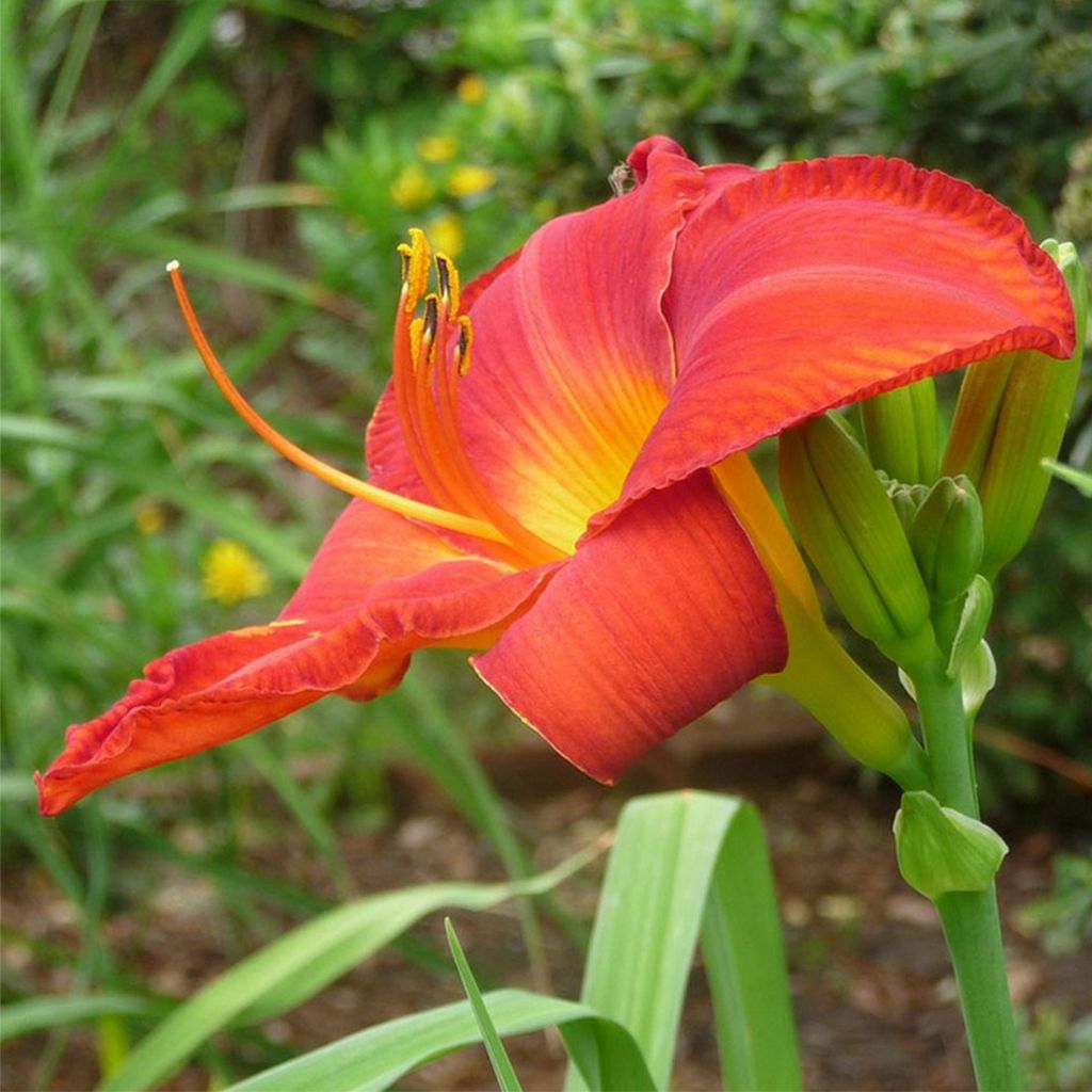 Hémérocalle Fabulous Favorite - Lis d'un Jour