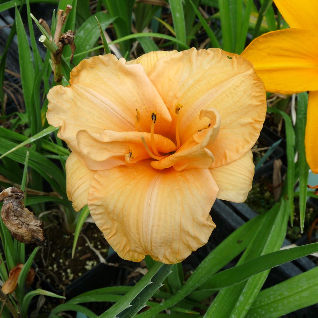 Hemerocallis Flower Pavilion - Daylily