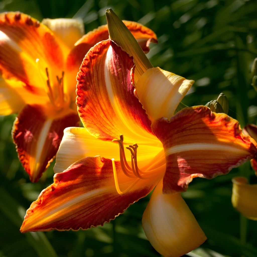 Hemerocallis Frans Hals - Daylily